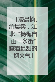 凌晨摘、清晨卖，江北“杨梅自由一条街”藏着最甜的烟火气